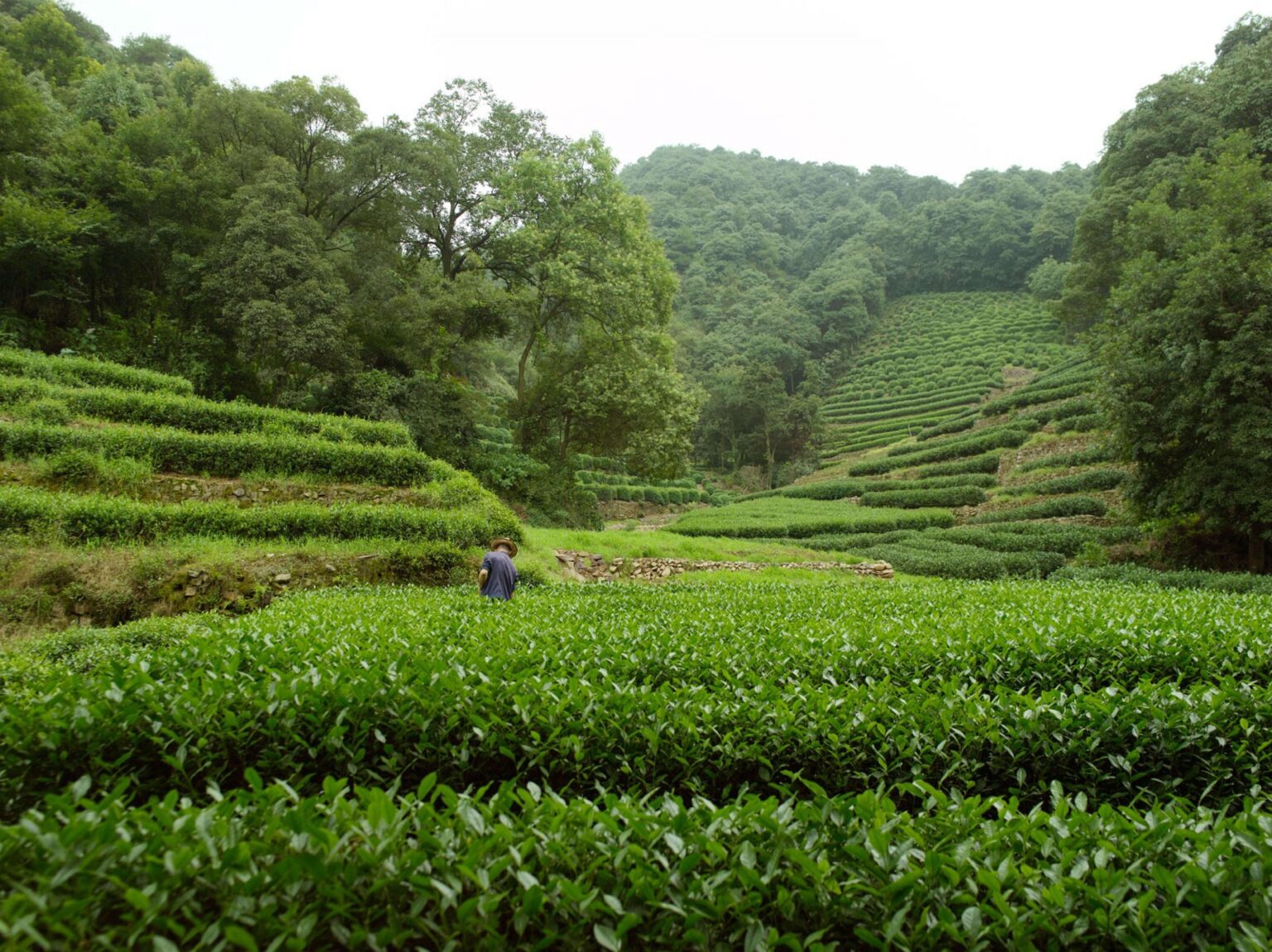 Tea_Longjing-Tea-Fields-1.jpg