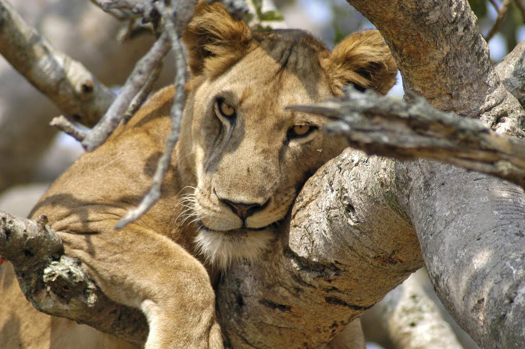 Tree-Climbing-Lion_QENP.jpg