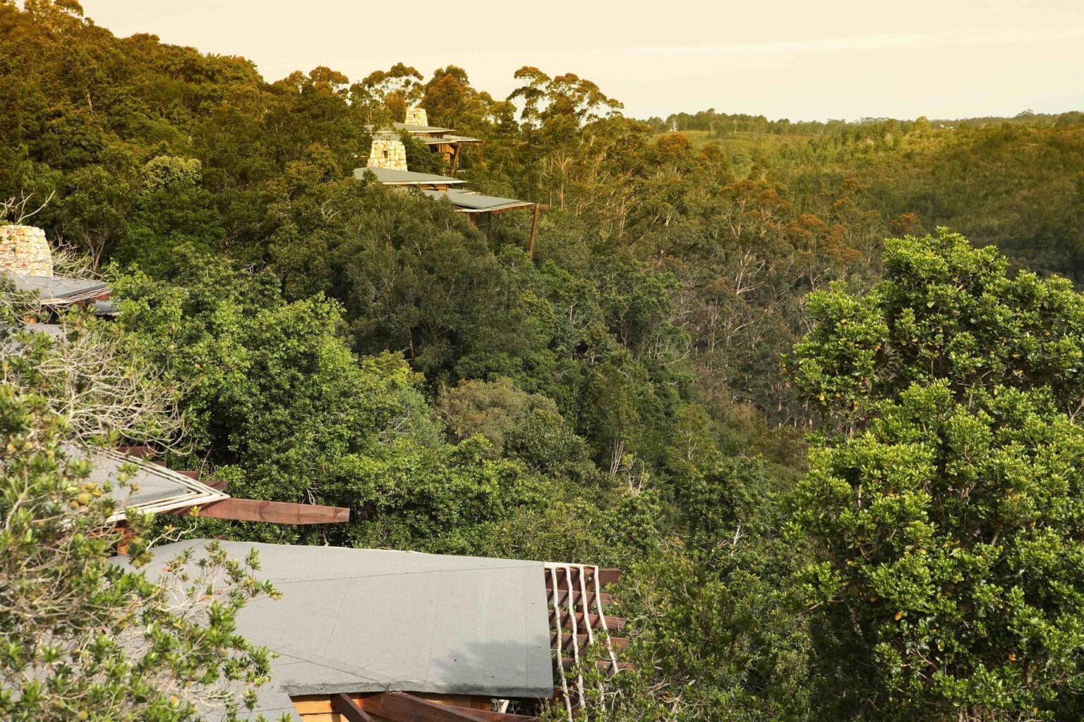 Tsala-Forest-View.jpg