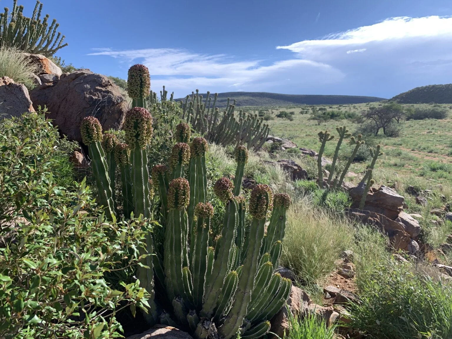 Tswalu-Південна Африка-розкішне-сафарі-в-Південній Африці-ексклюзивний-відпочинок-в-Південній Африці-найкраще-сафарі-в-Африці-найкраще-сафарі-в-Південній Африці-ексклюзивний-відпочинок-в-Африці-10. jpeg