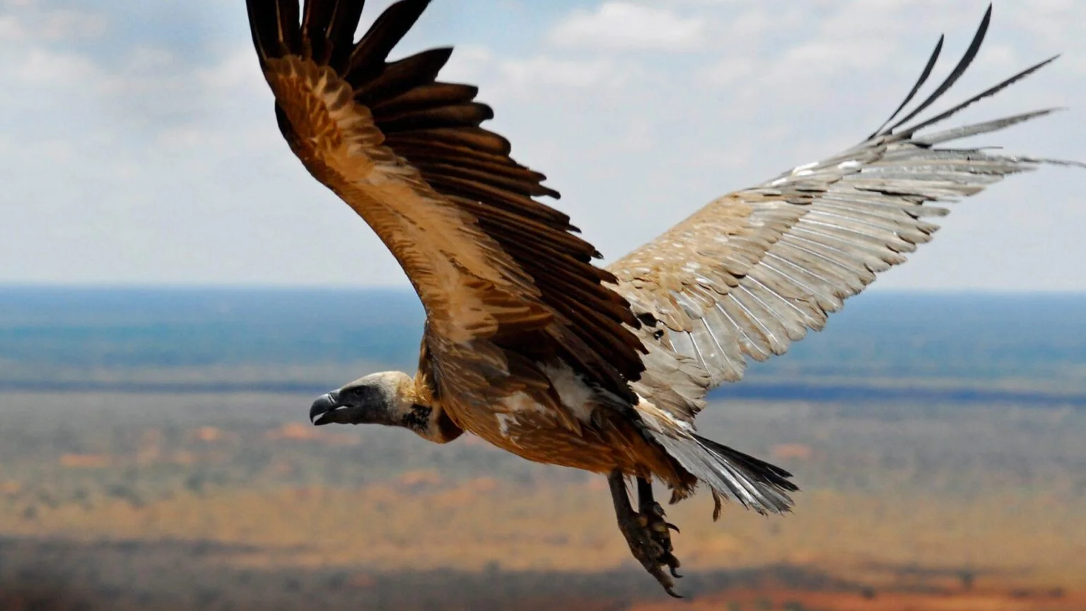 Tswalu-Південна Африка-розкішне-сафарі-в-Південній Африці-ексклюзивний-відпочинок-у-Південній Африці-найкраще-сафарі-в-Африці-найкраще-сафарі-в-Південній Африці-ексклюзивний-відпочинок-в-Африці-29. jpg