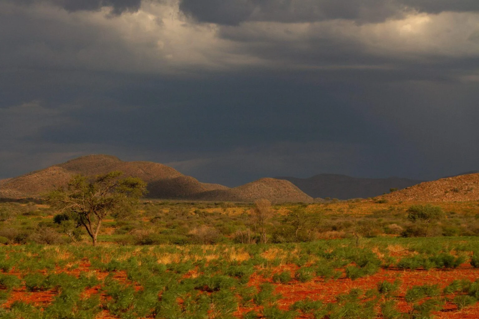 Tswalu-Південна Африка-розкішне-сафарі-в-Південній Африці-ексклюзивний-відпочинок-у-Південній Африці-найкраще-сафарі-в-Африці-найкраще-сафарі-в-Південній Африці-ексклюзивний-відпочинок-в-Африці-46. jpg