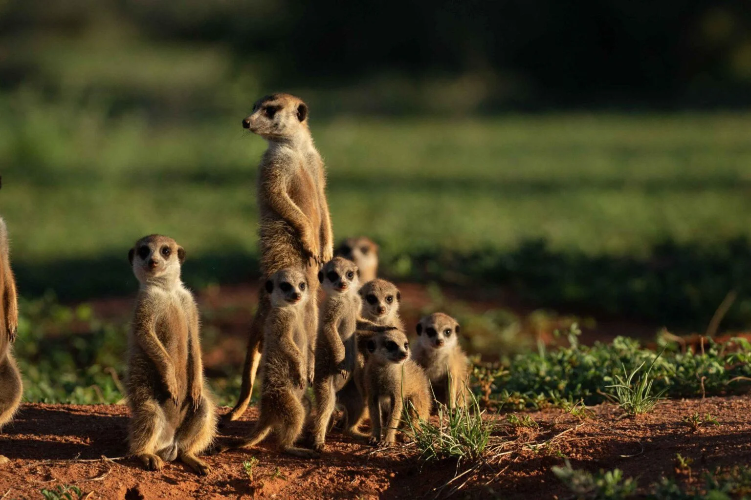 Tswalu-Південна Африка-розкішне-сафарі-в-Південній Африці-ексклюзивний-відпочинок-в-Південній Африці-найкраще-сафарі-в-Африці-найкраще-сафарі-в-Південній Африці-ексклюзивний-відпочинок-в-Африці-7. jpeg