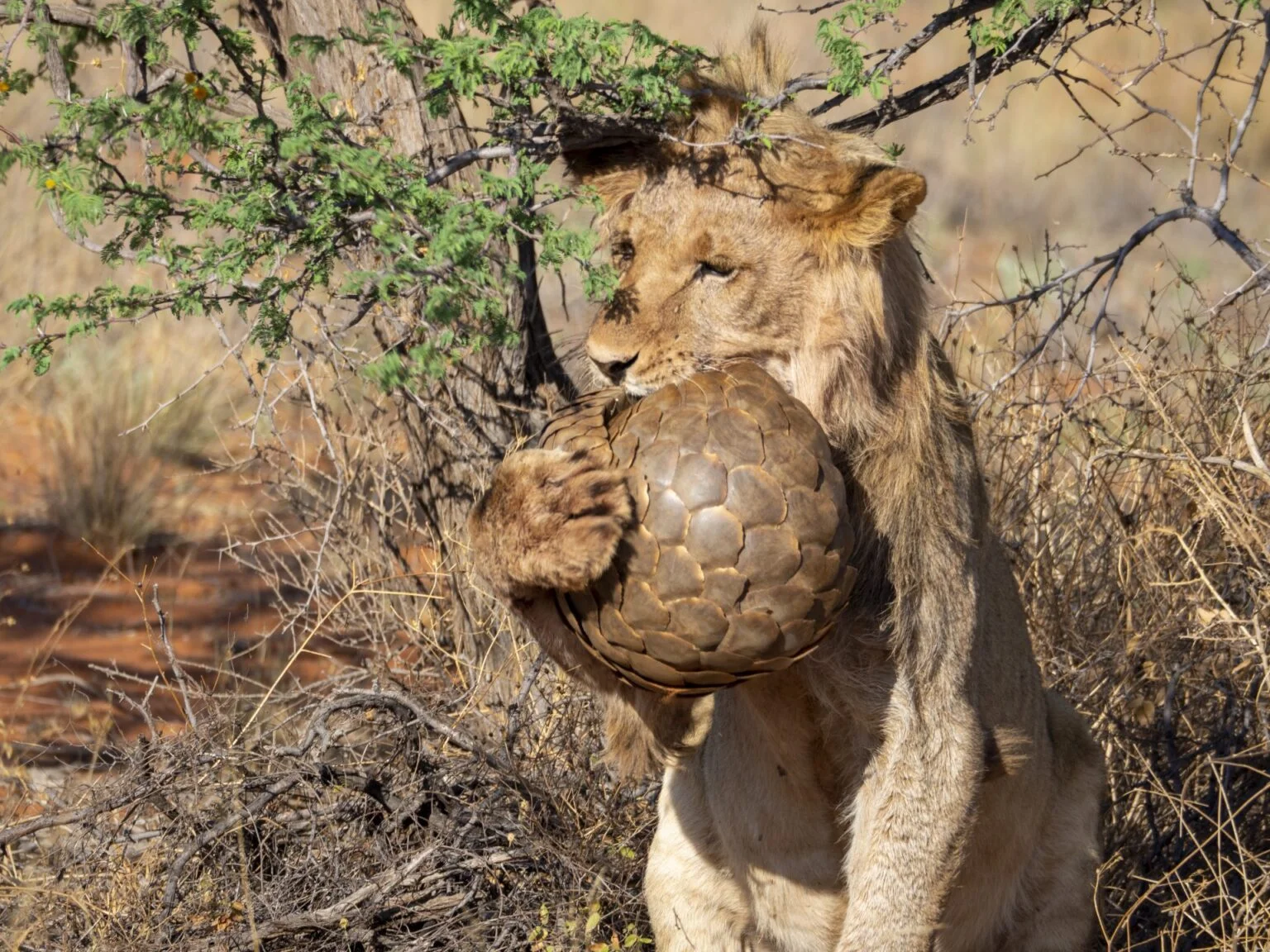 Tswalu-Південна Африка-розкішне-сафарі-в-Південній Африці-ексклюзивний-відпочинок-у-Південній Африці-найкраще-сафарі-в-Африці-найкраще-сафарі-в-Південній Африці-ексклюзивний-відпочинок-в-Африці-75. jpg