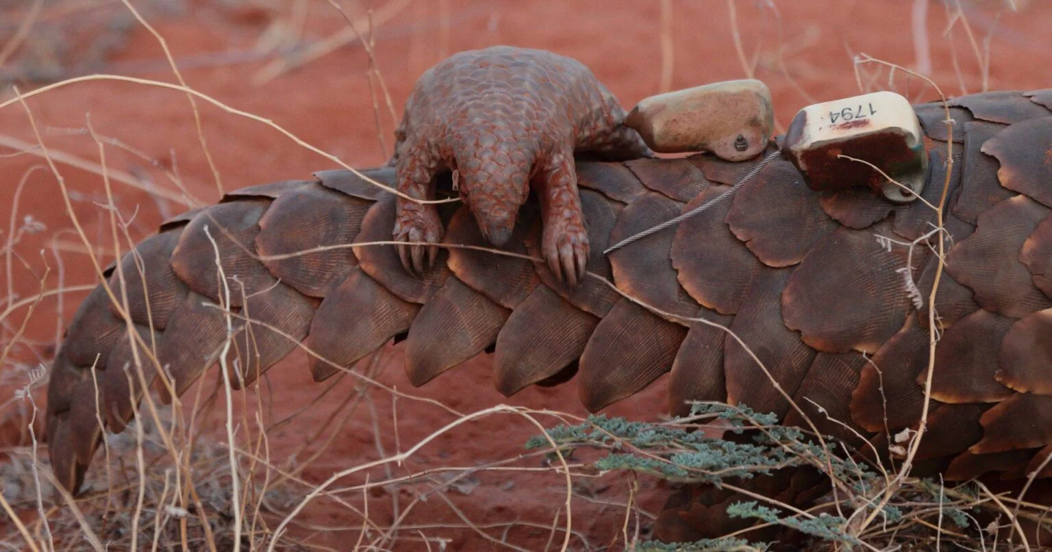 Tswalu-Південна Африка-розкішне-сафарі-в-Південній Африці-ексклюзивний-відпочинок-у-Південній Африці-найкраще-сафарі-в-Африці-найкраще-сафарі-в-Південній Африці-ексклюзивний-відпочинок-в-Африці-82. jpg