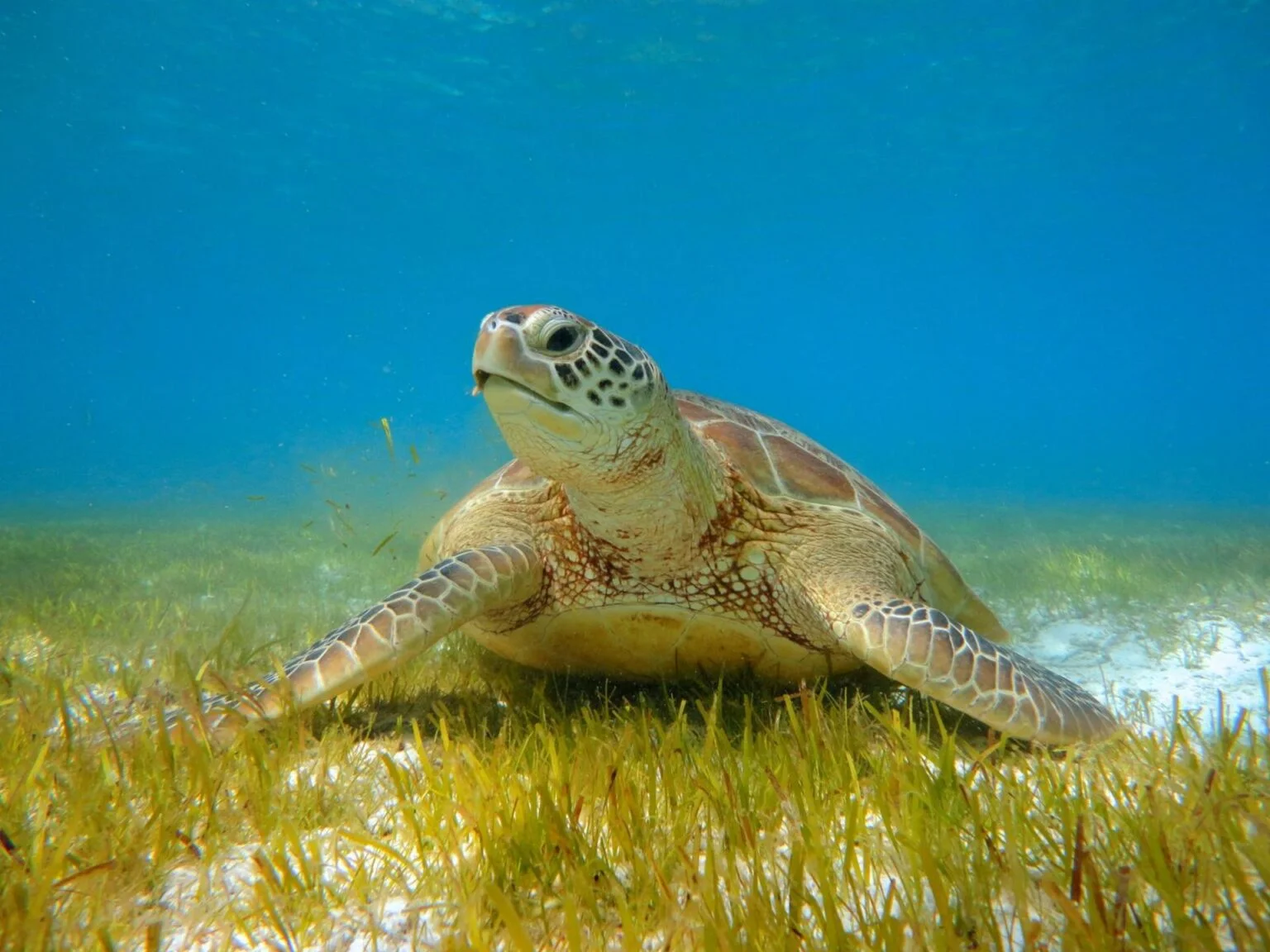 Turtle_Lagoon-1600x1200-1.jpg