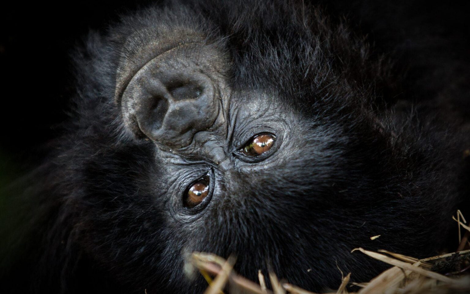 Virunga-Lodge-luksusowe-podroze-do-Rwandy-najlepsze-hotele-w-Rwandzie-ekskluzywne-wczasy-w-Rwandzie-podroze-do-Rwandy-62.jpg