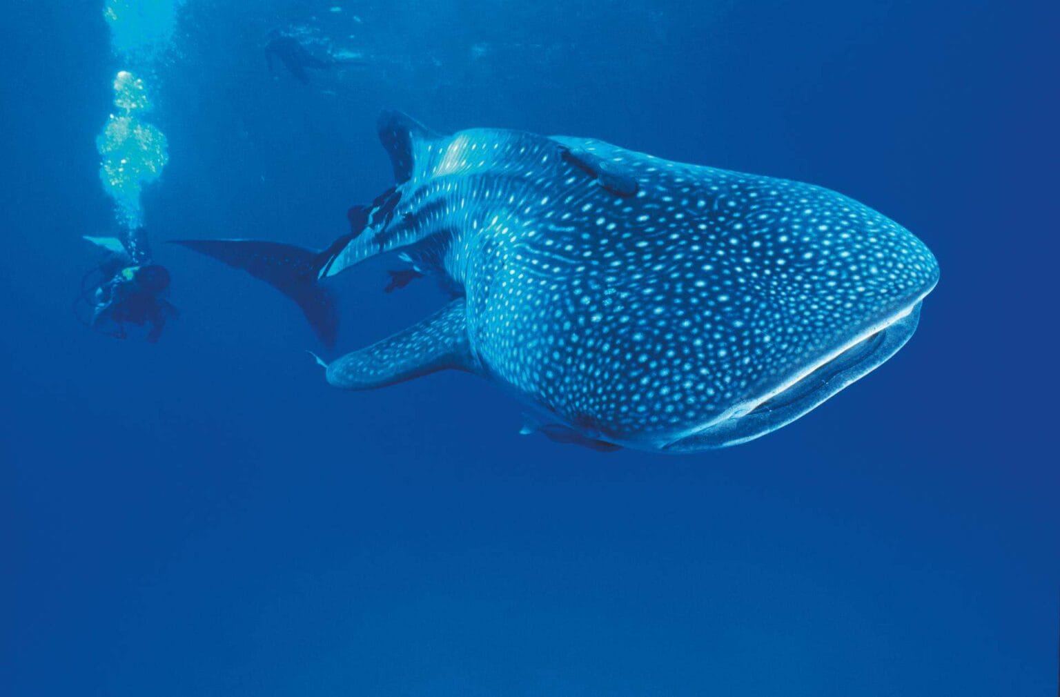 Whale-Shark.jpg