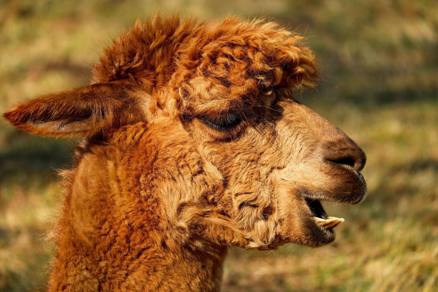 alpaca-2214650.jpg