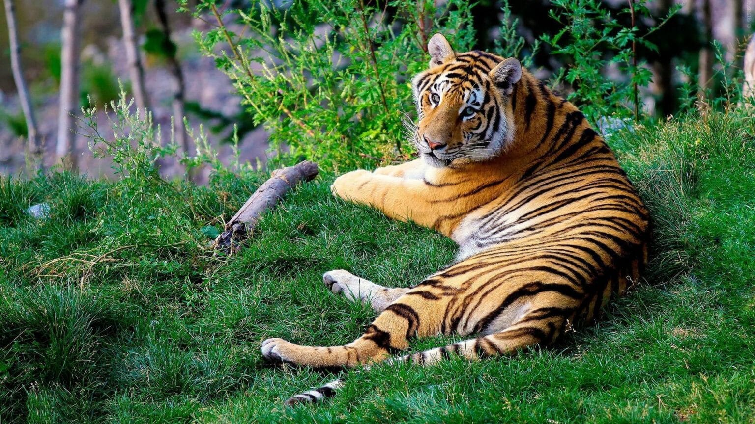bengal-tiger-1149535.jpg