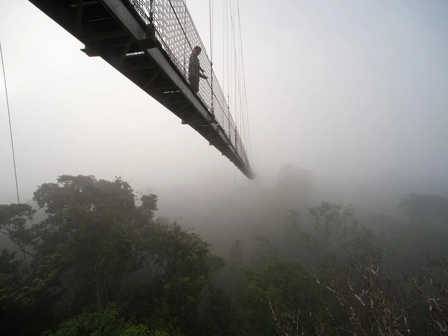 bn_canopy_walk_02.jpg