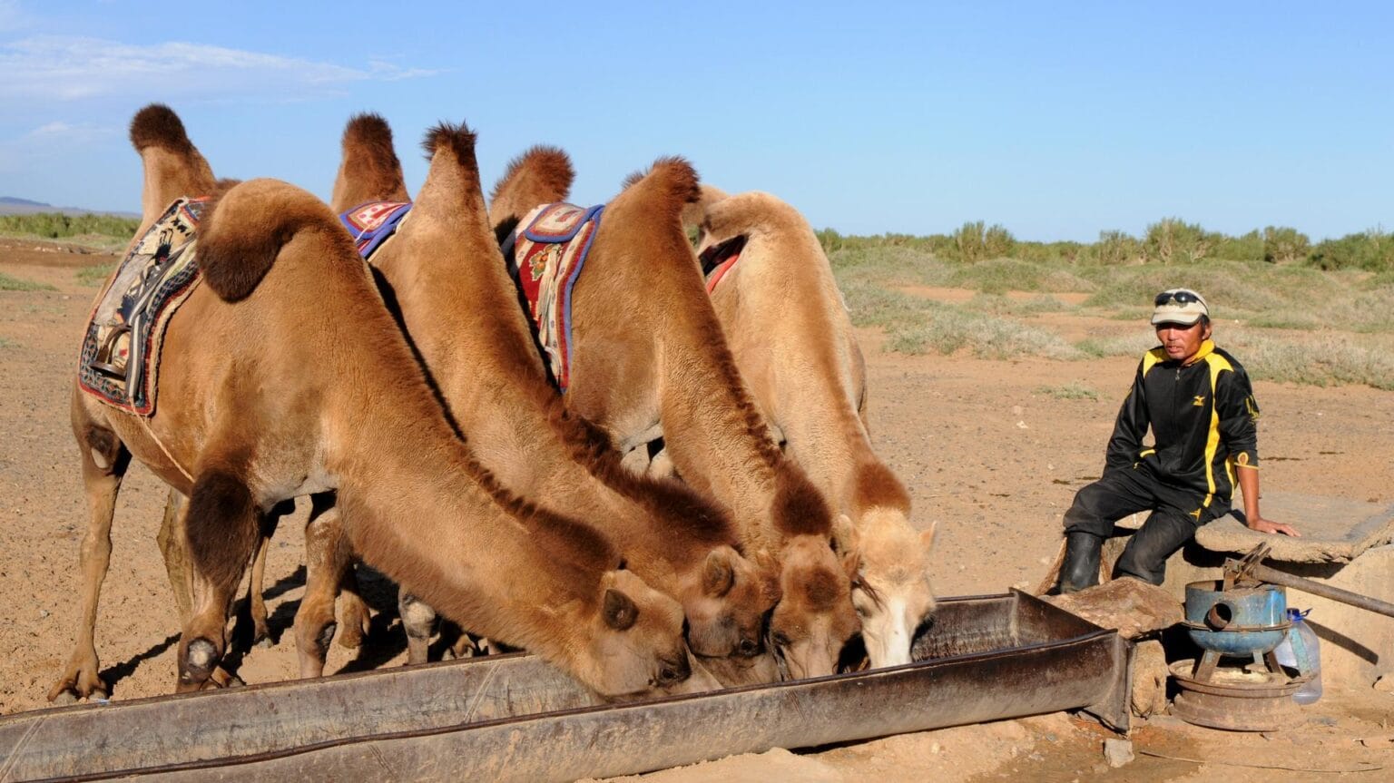 camels-692646.jpg