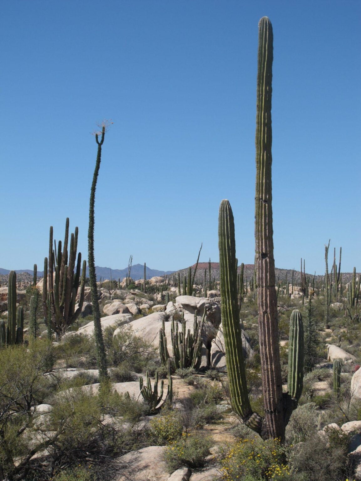 desert-1005654.jpg