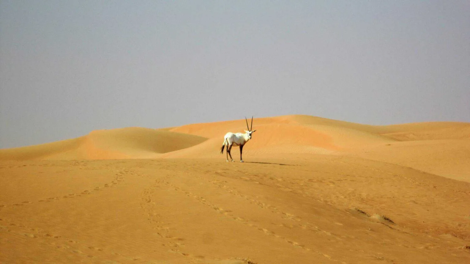 Luxury Dubai Abu Dhabi 7-Day 14-Hour Trip