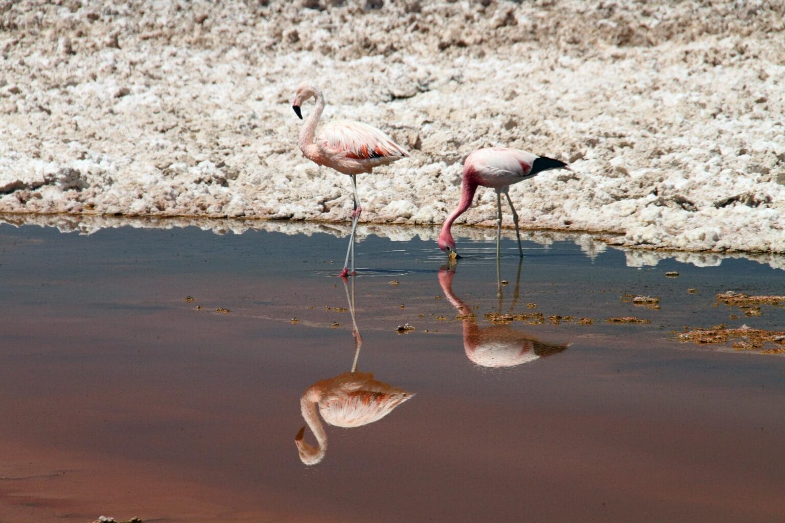 flamingos-1024548.jpg