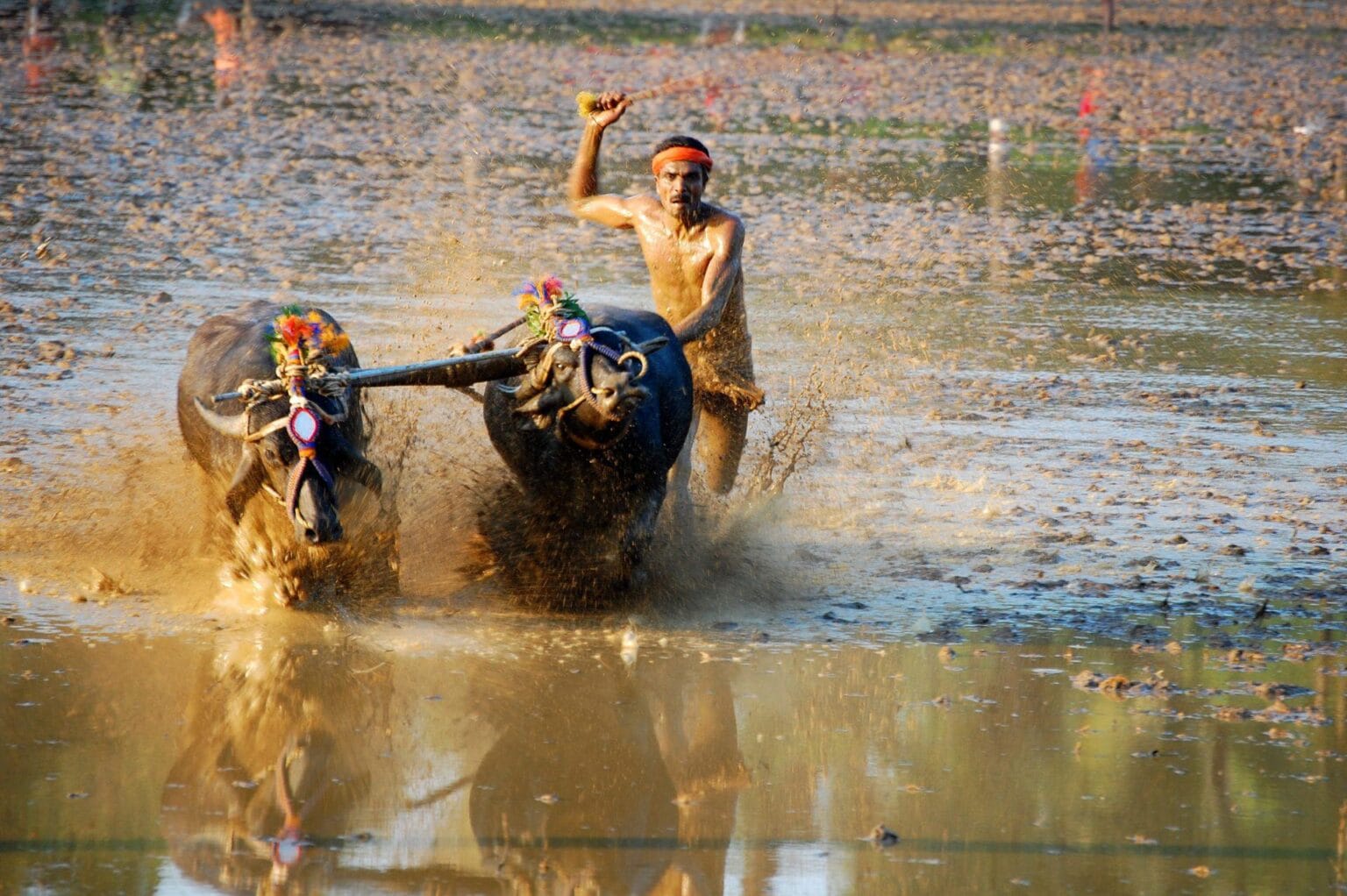 kambala-race-2801249.jpg