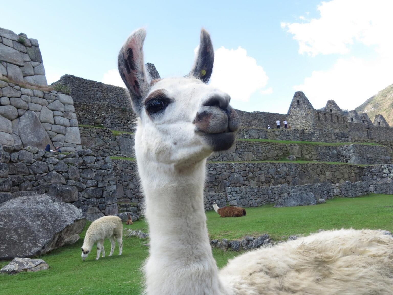 lama-2427690.jpg
