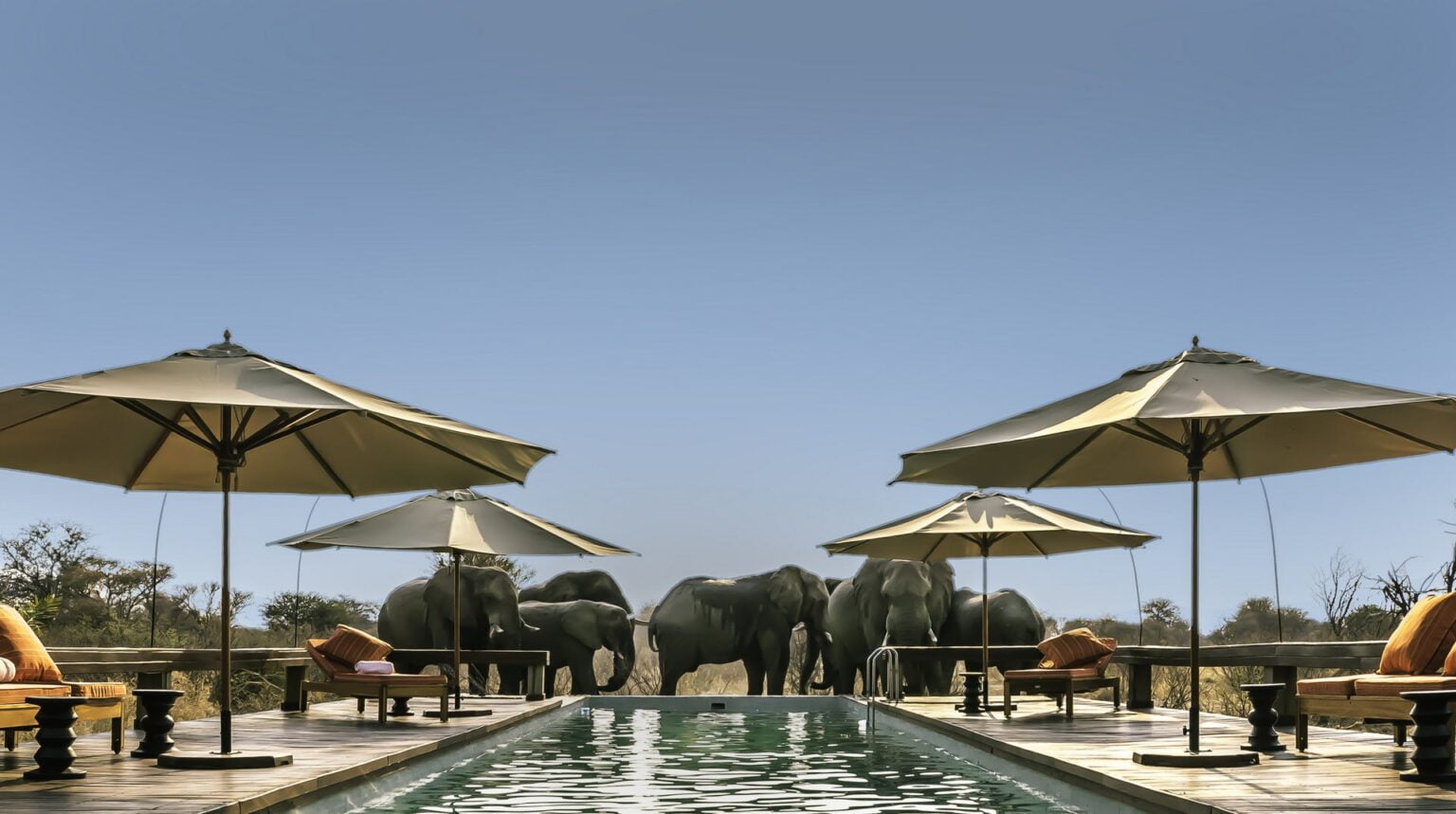 lunchtime-elephants-6-sept-1.jpg