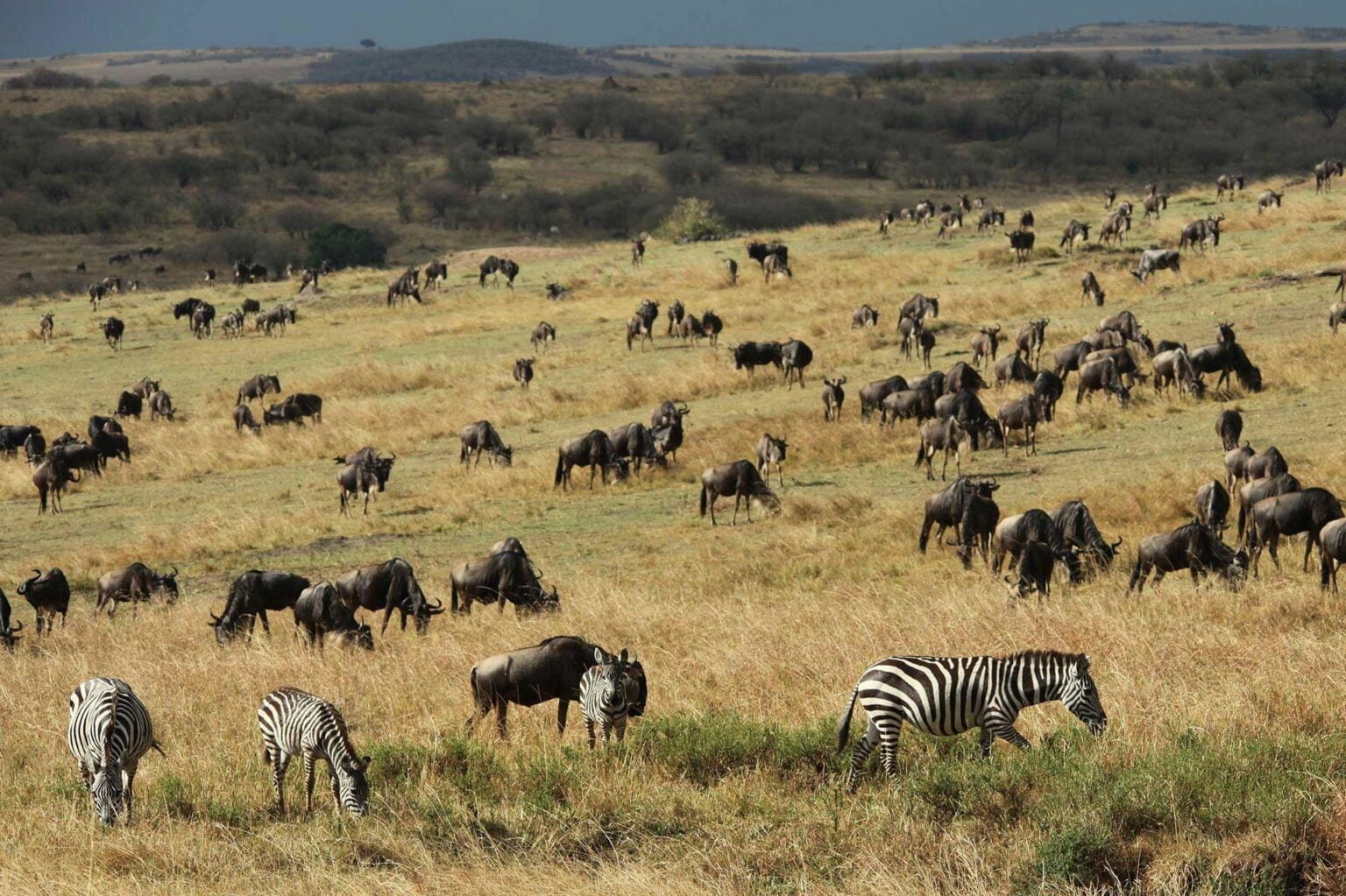 mahali-mzuri-conservancy-game.jpg