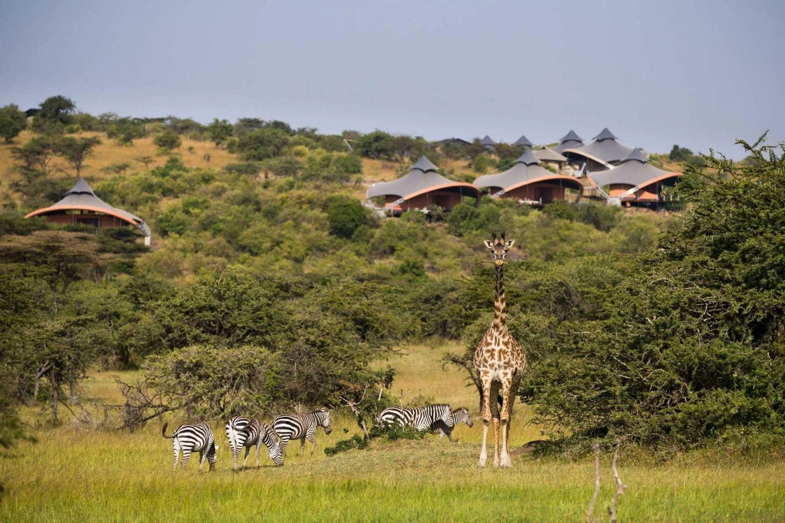 mahali-mzuri-giraffe-in-front-of-camp.jpg
