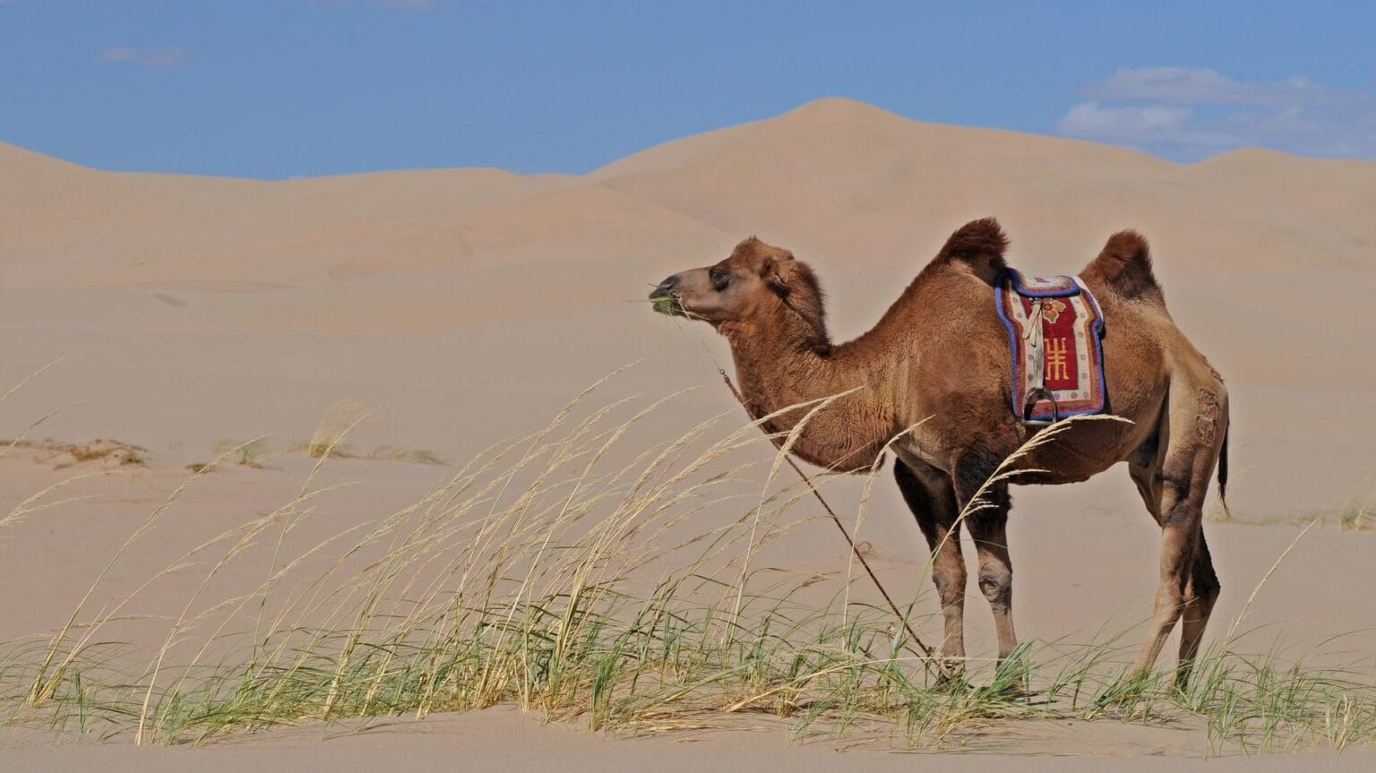 mongolia-3046029.jpg