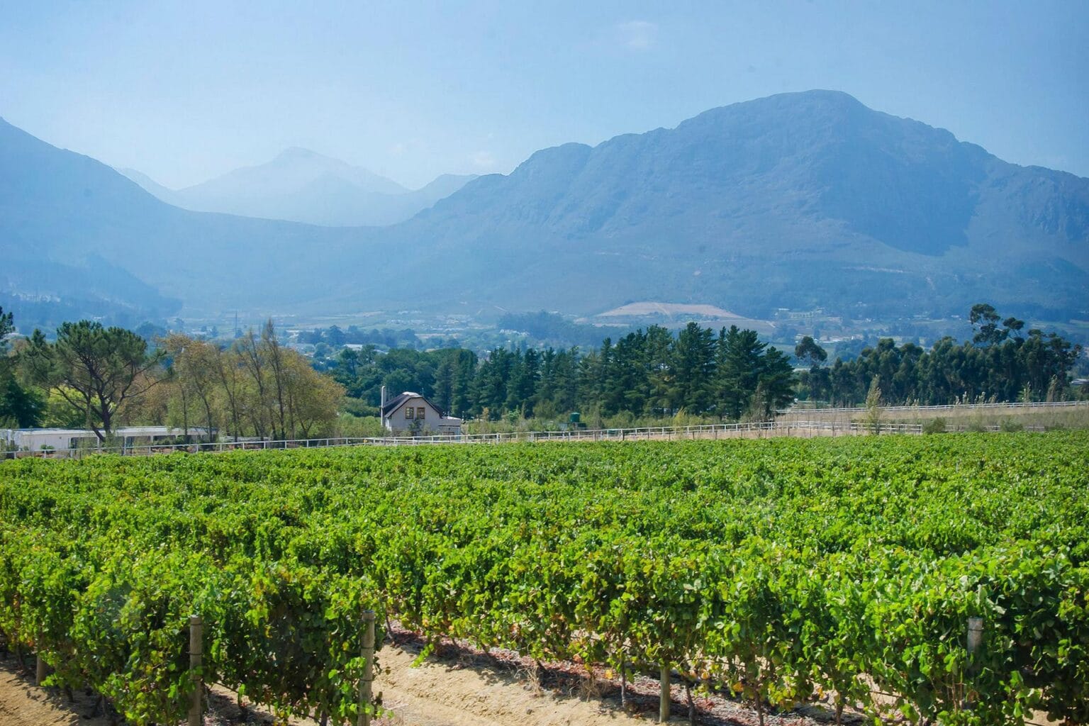 mont-rochelle-vineyards.jpg