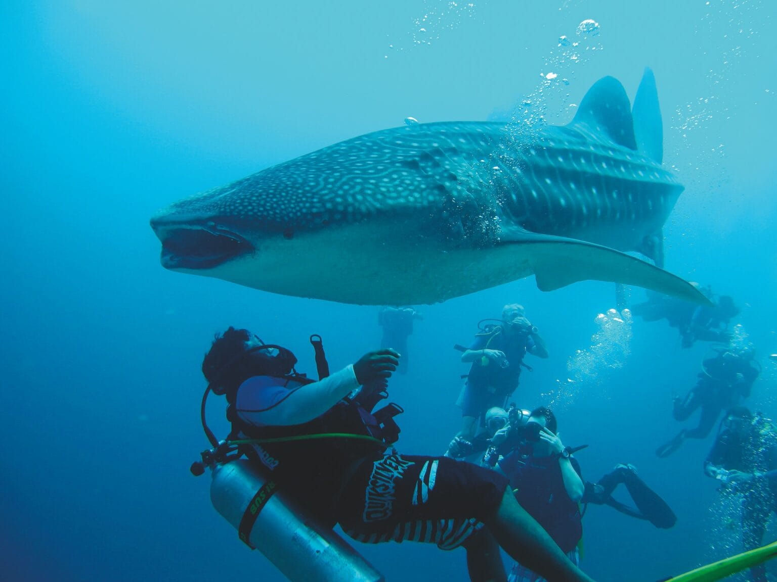 moofushi-maldives-diving-whale-sharks-2.jpg