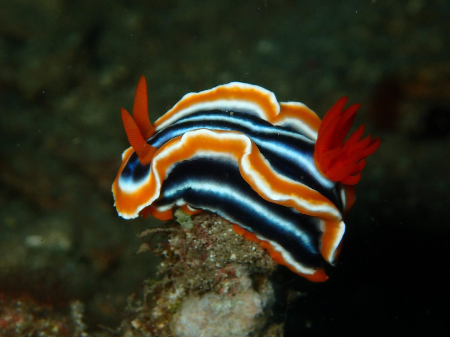 nudibranch-2336896_1920.jpg