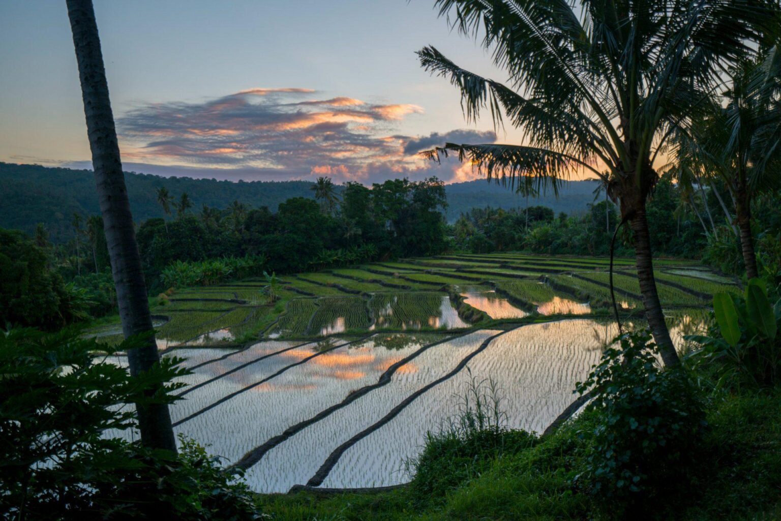 paddy_field_during_treking_1_office_14741.jpg