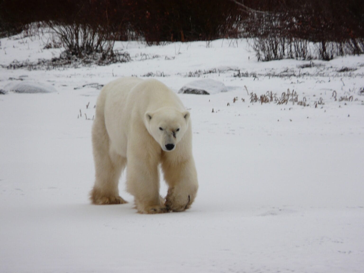 polar-bear-2074882.jpg