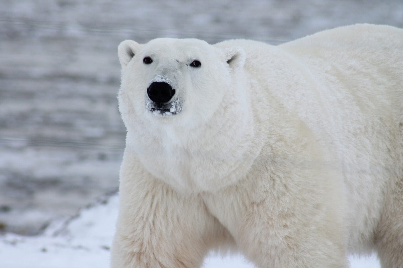 polar-bear-404314.jpg