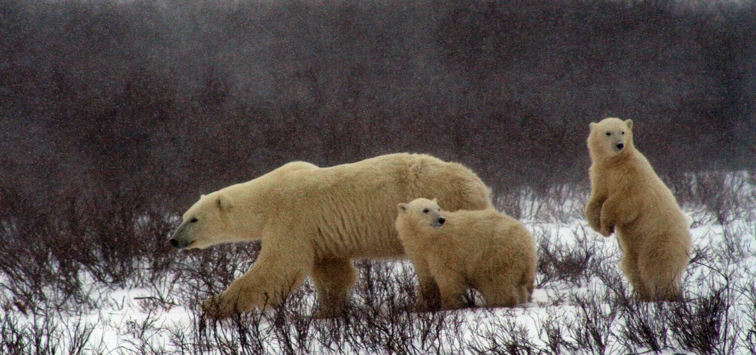 polar-bear-and-cubs-2821902.jpg