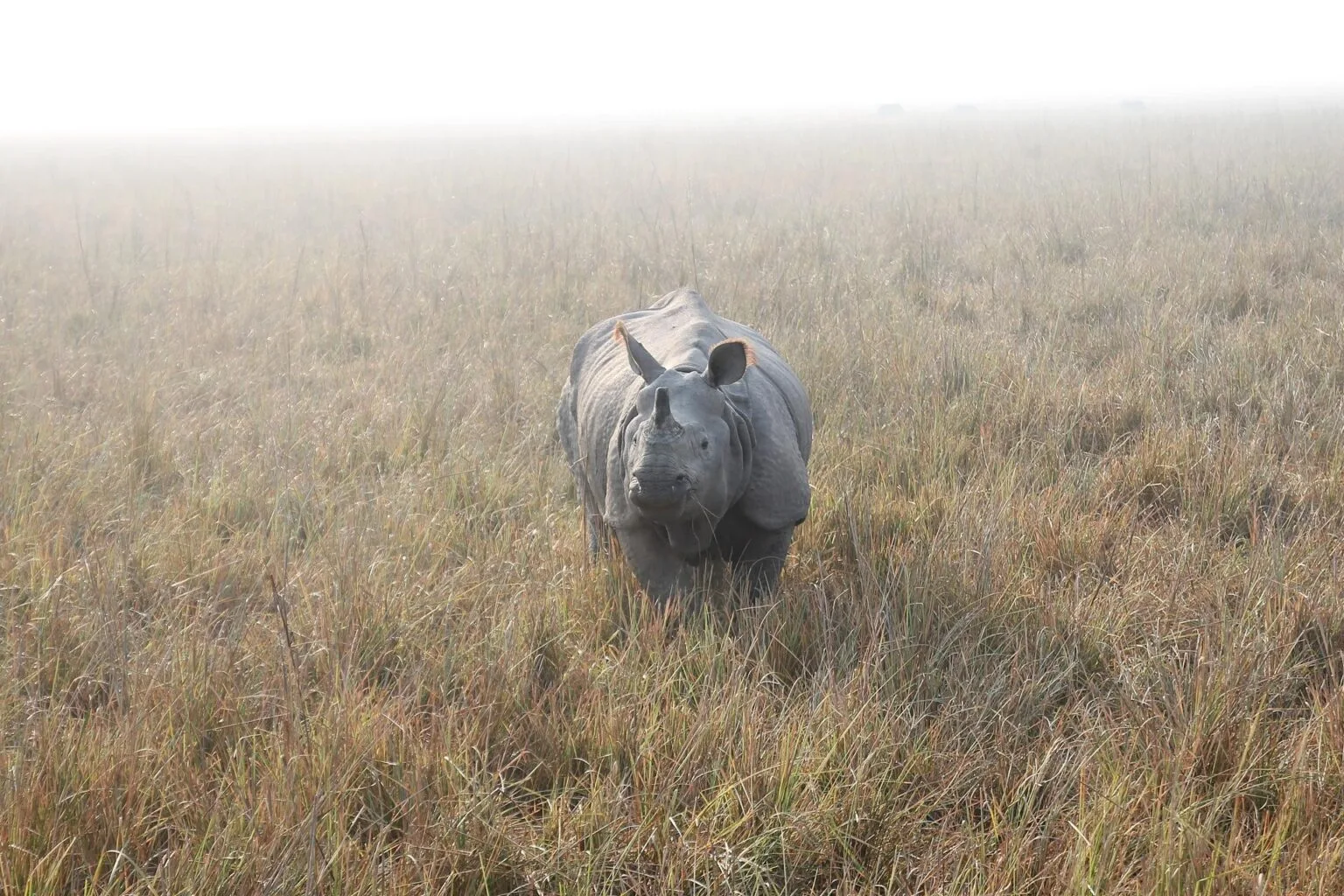 rhino-804414.jpg