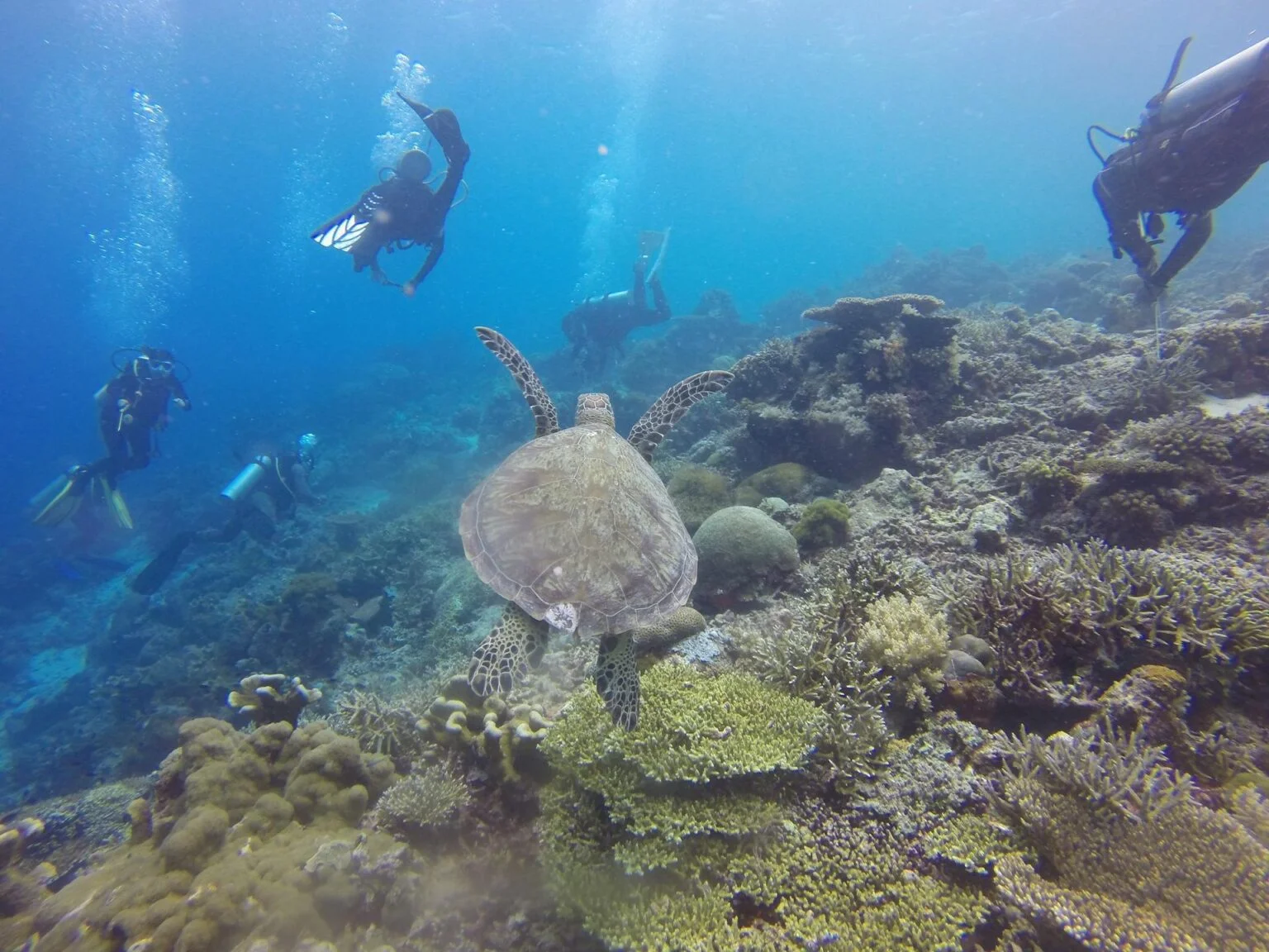 scuba-diving-1300848_1920.jpg