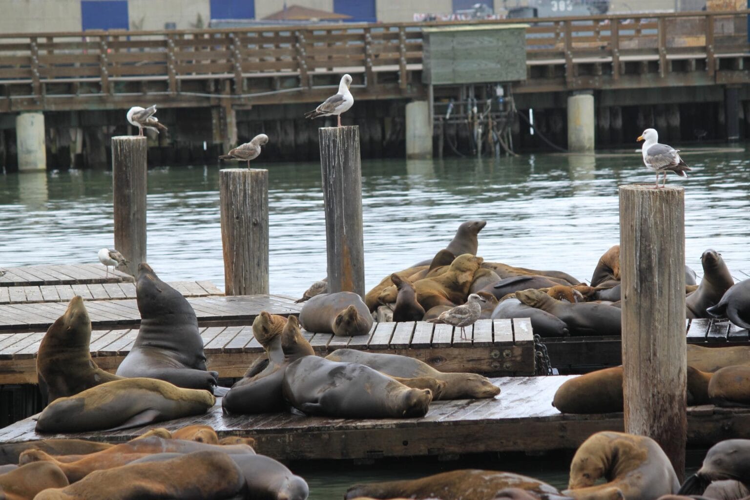 sea-lions-2421030.jpg