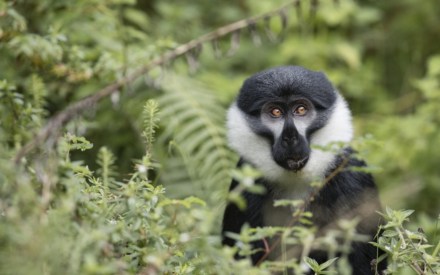 singita_kwitonda_lodge_-_monkey_1_-_b39i1522.jpg
