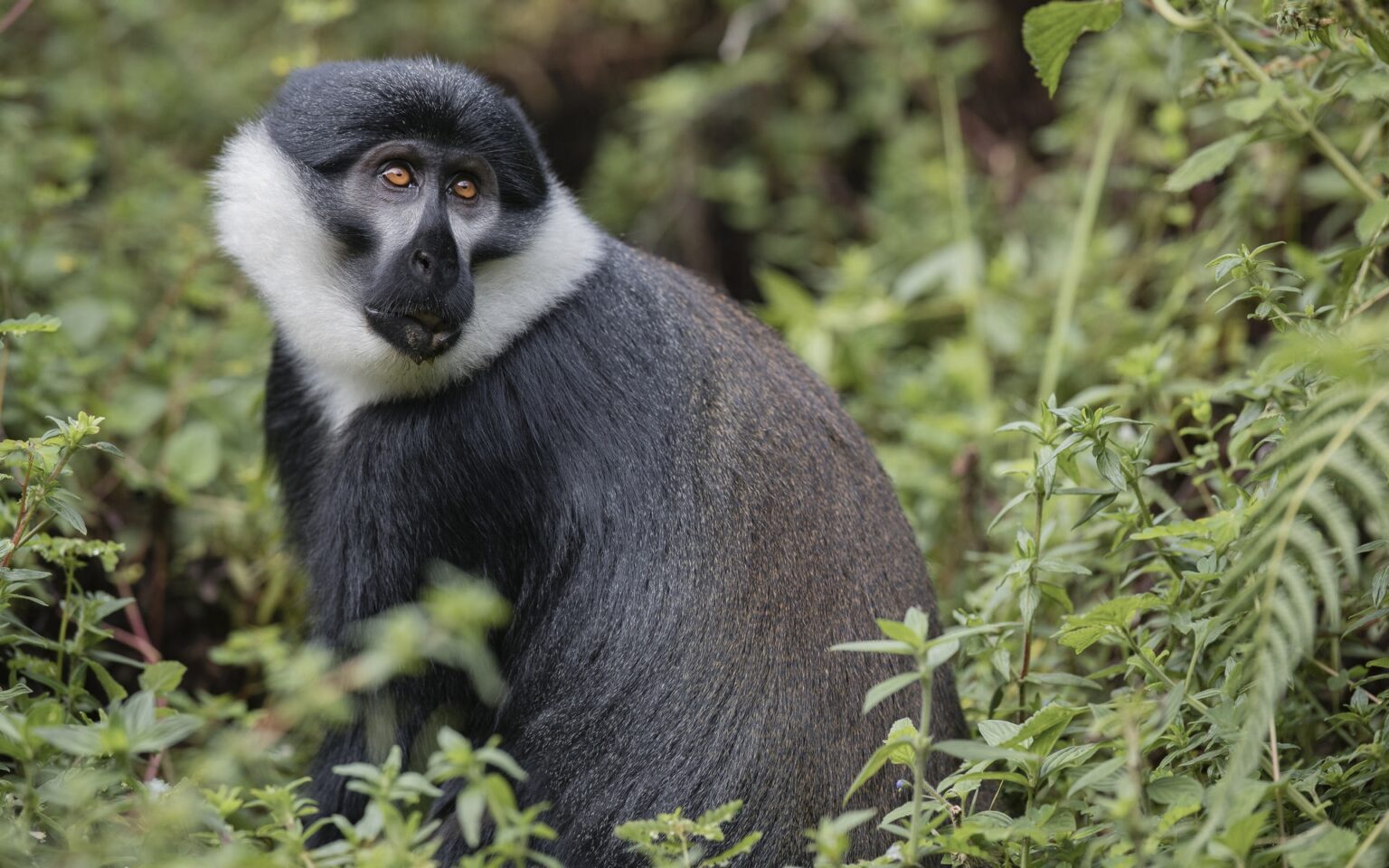 singita_kwitonda_lodge_-_monkey_3_-_b39i15481.jpg