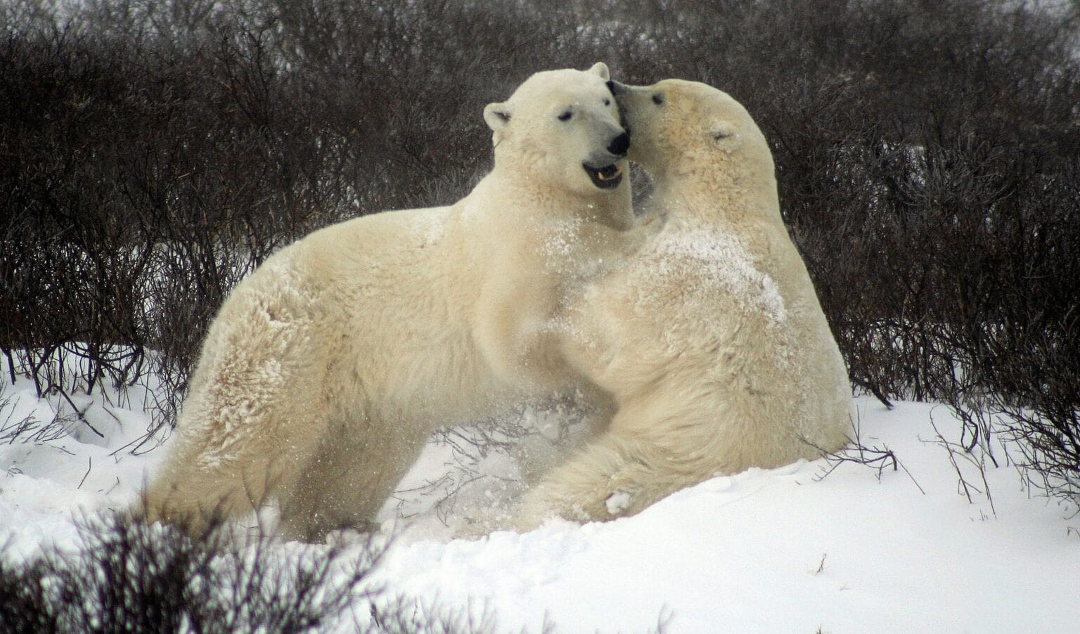 sparing-polar-bears-2821903.jpg