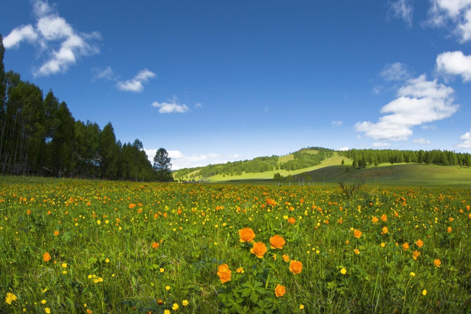 spring-2158357.jpg