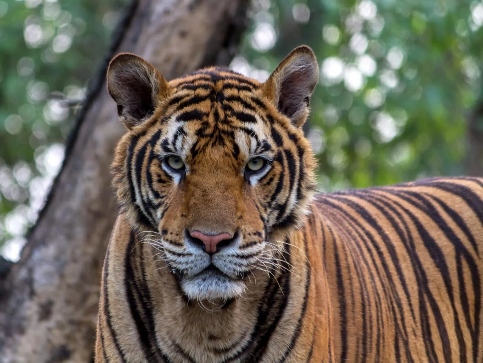 tiger-1822537.jpg