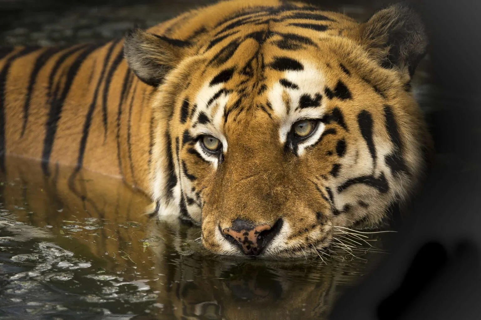 tiger-2791980.jpg
