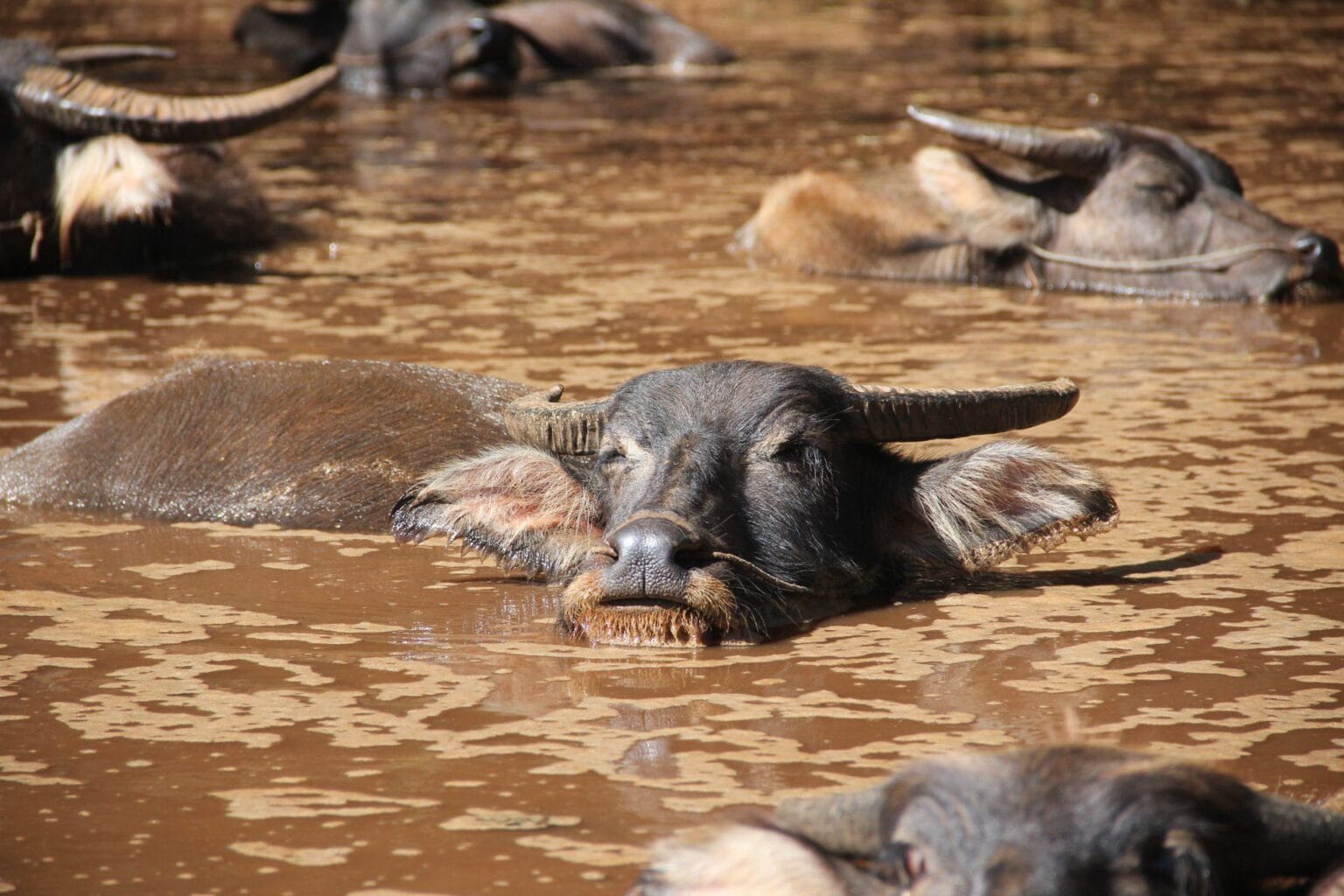 water-buffalo-1028864.jpg