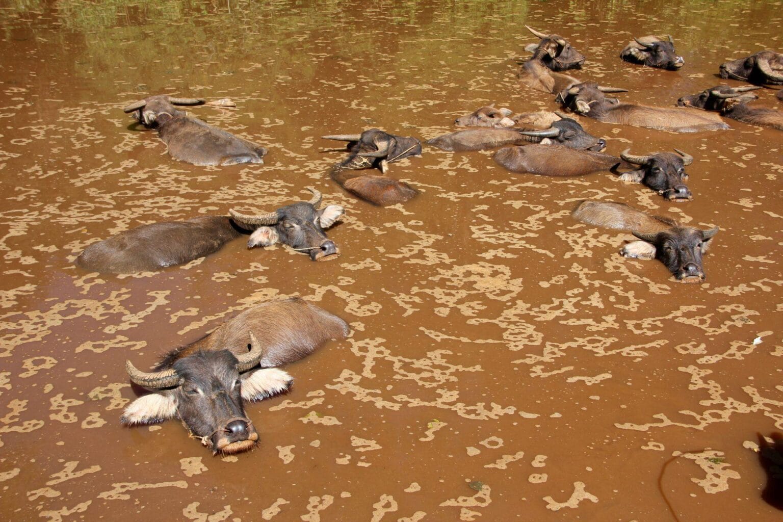 water-buffalo-1046659.jpg