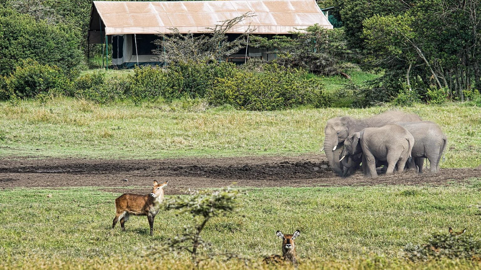 wyprawy-Kenia-a-la-Hemingway-Porini-Rhino-Camp-25.jpg