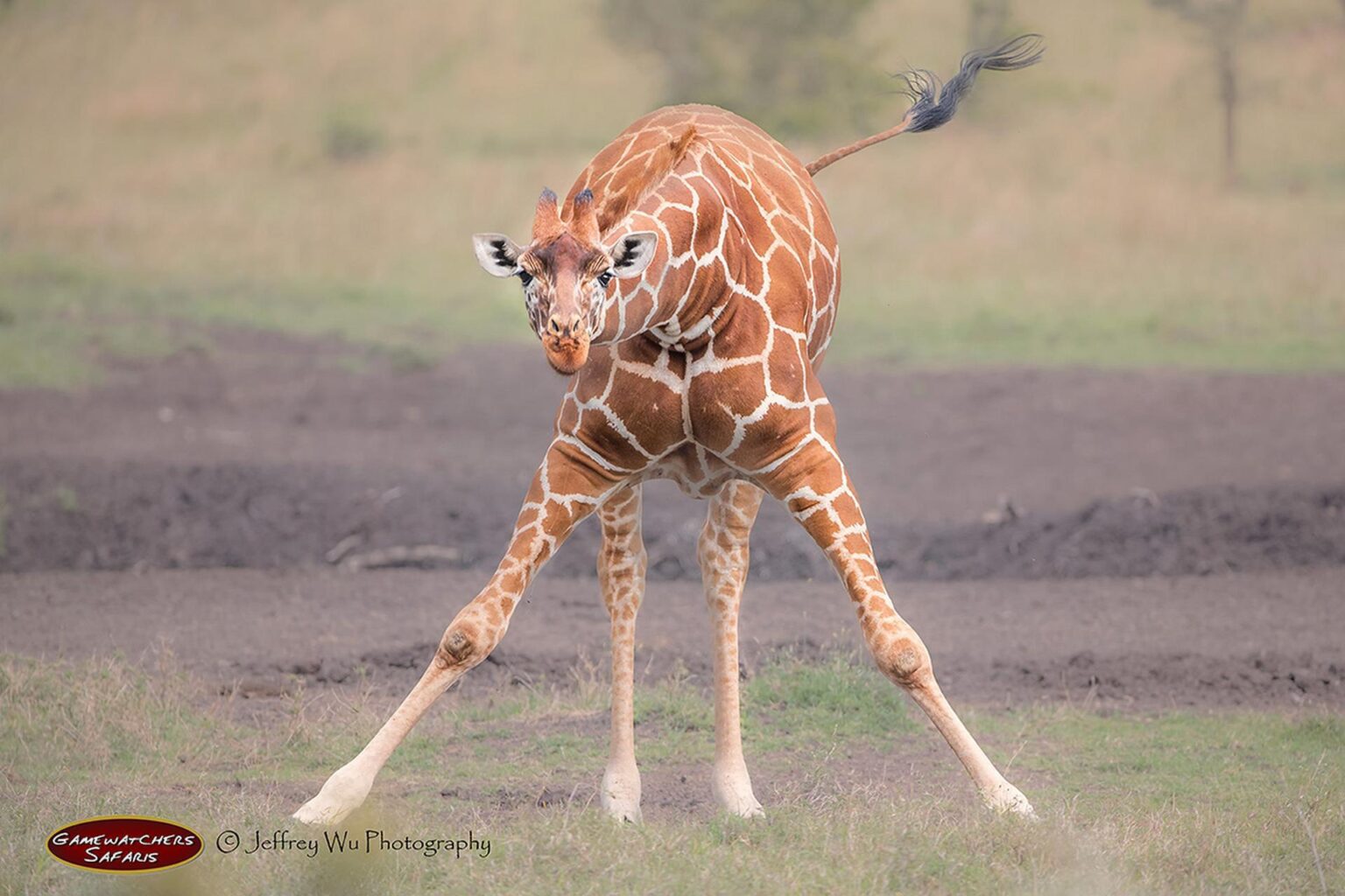 wyprawy-Kenia-a-la-Hemingway-Porini-Rhino-Camp-safari-16.jpg