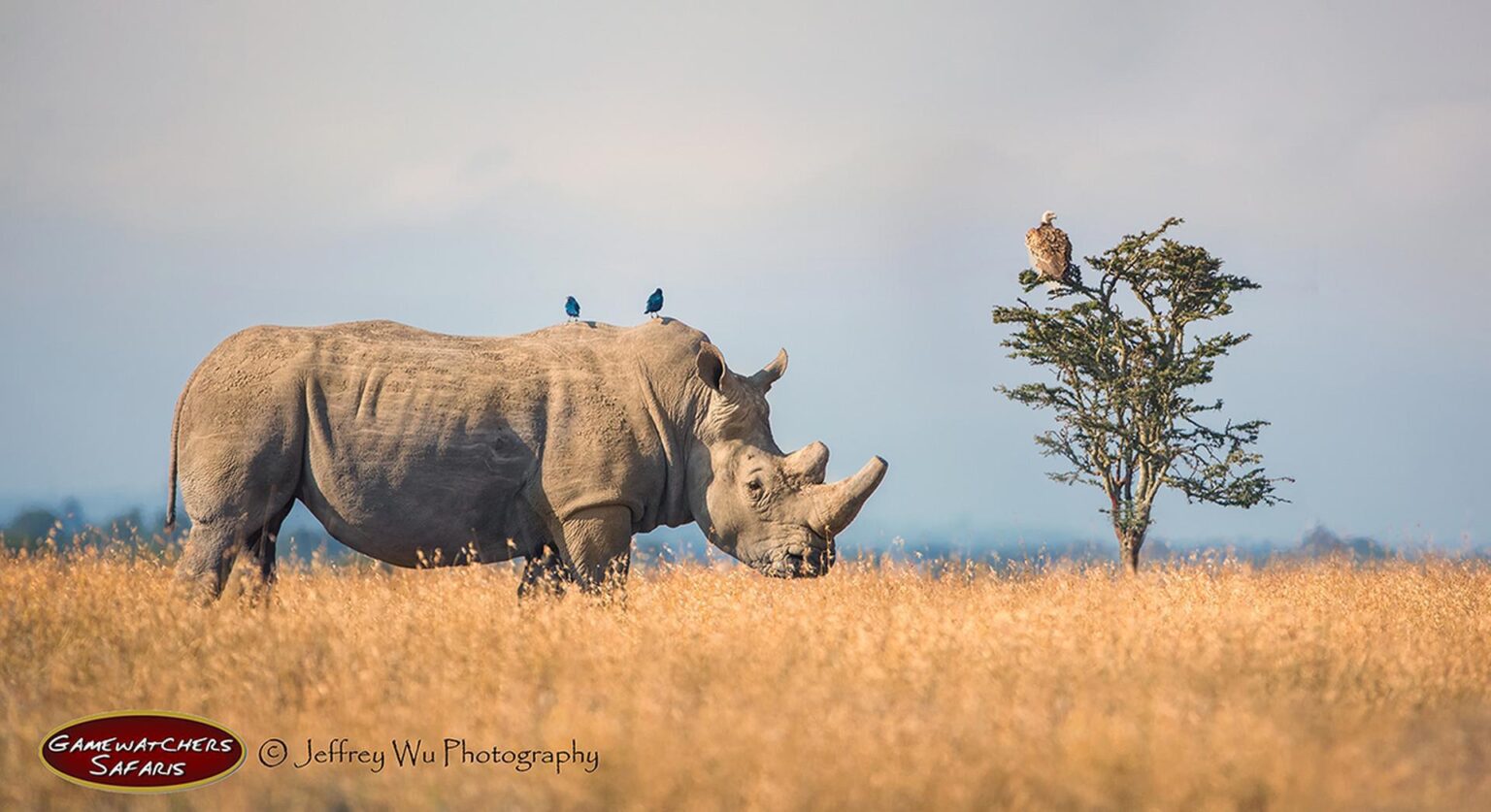 wyprawy-Kenia-a-la-Hemingway-Porini-Rhino-Camp-safari-18.jpg
