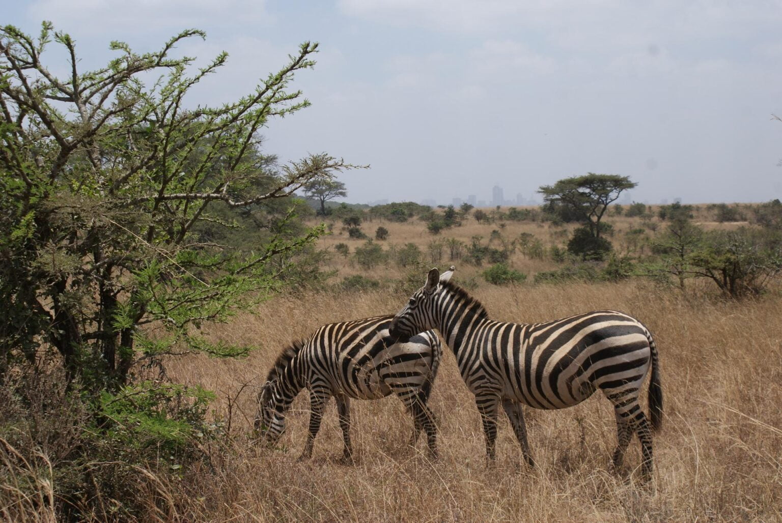 wyprawy-Kenia-a-la-Hemingway-safari.jpg