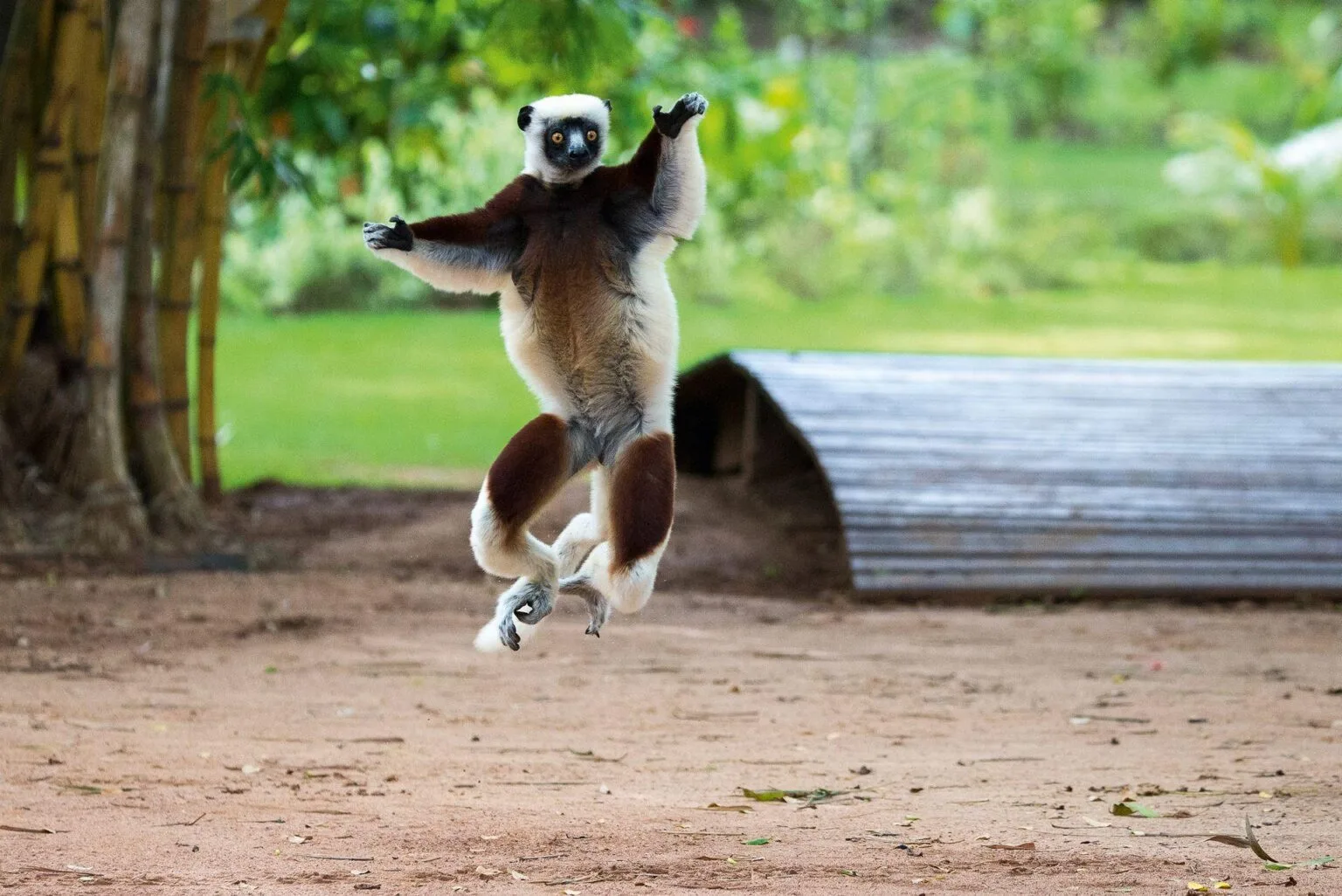 AB-Lots-Dancing-Sifaka-Lemurs-Baobabs-AW.jpg