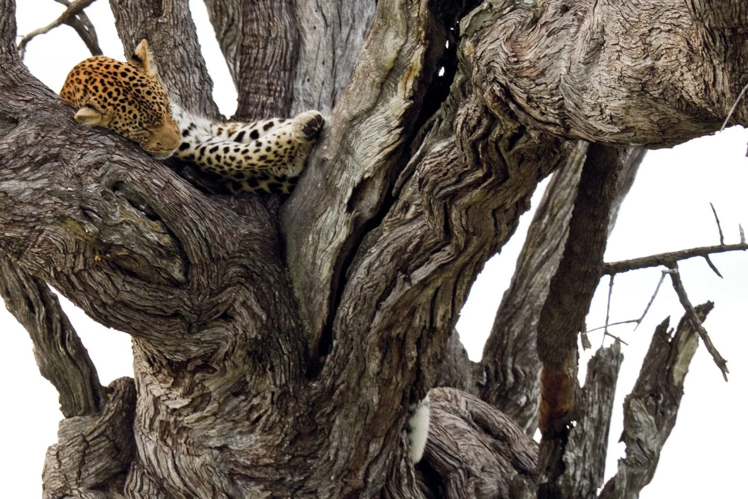 Botswana-Belmond-Savute-Elephant-Lodge-safari-lampart.jpg