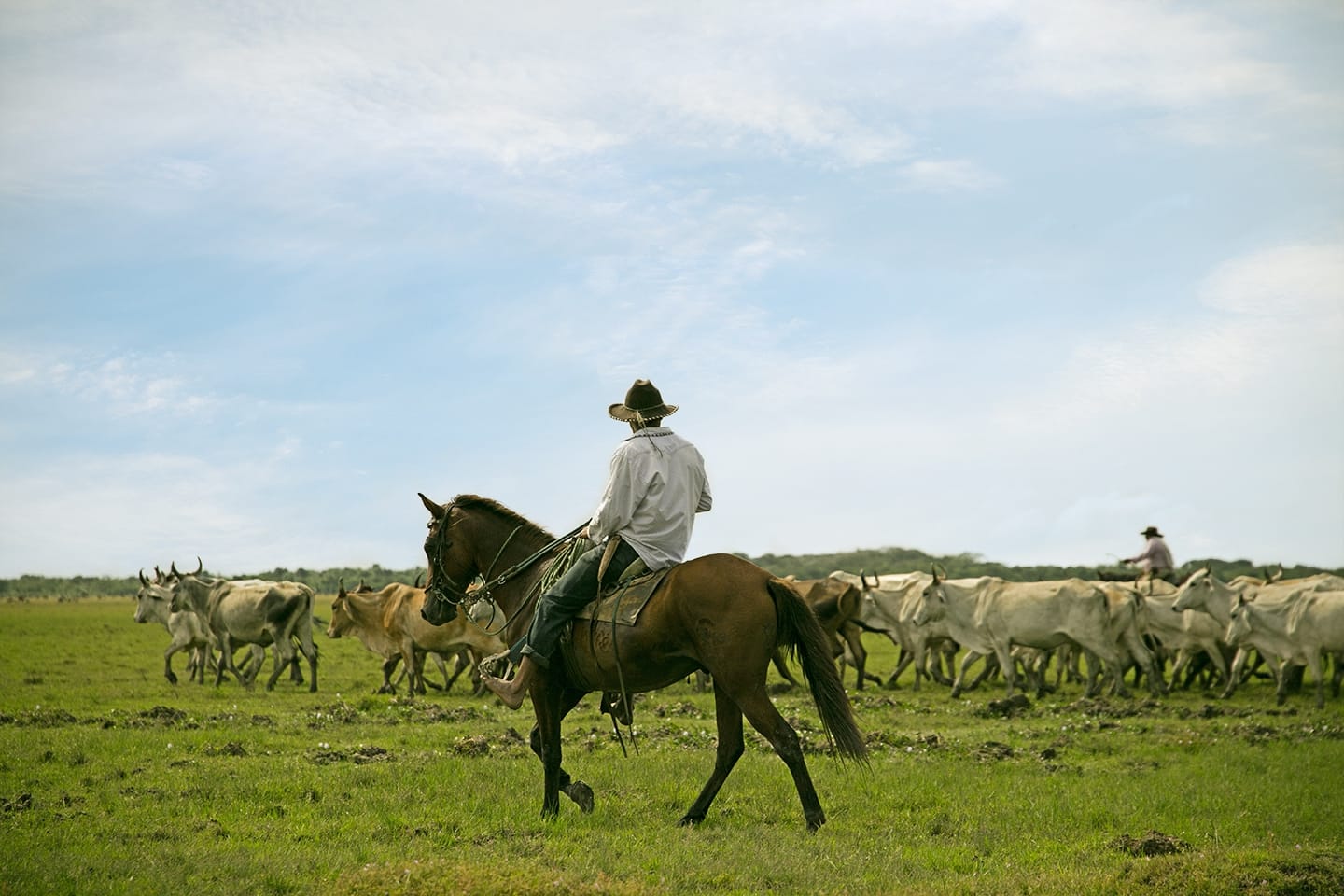 Corocora-Camp-Los-Llanos-Kolumbia-gnu.jpg